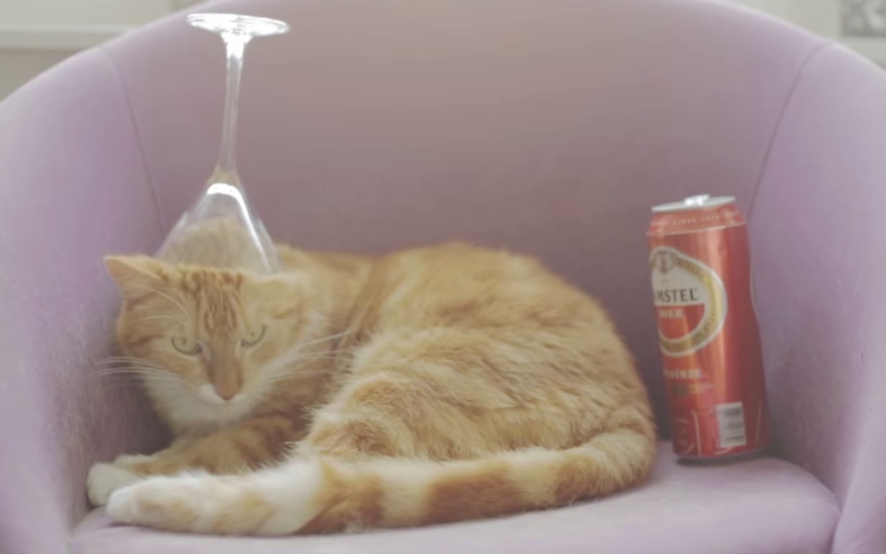 Μια γάτα με... πρόβλημα αλκοολισμού (βίντεο)