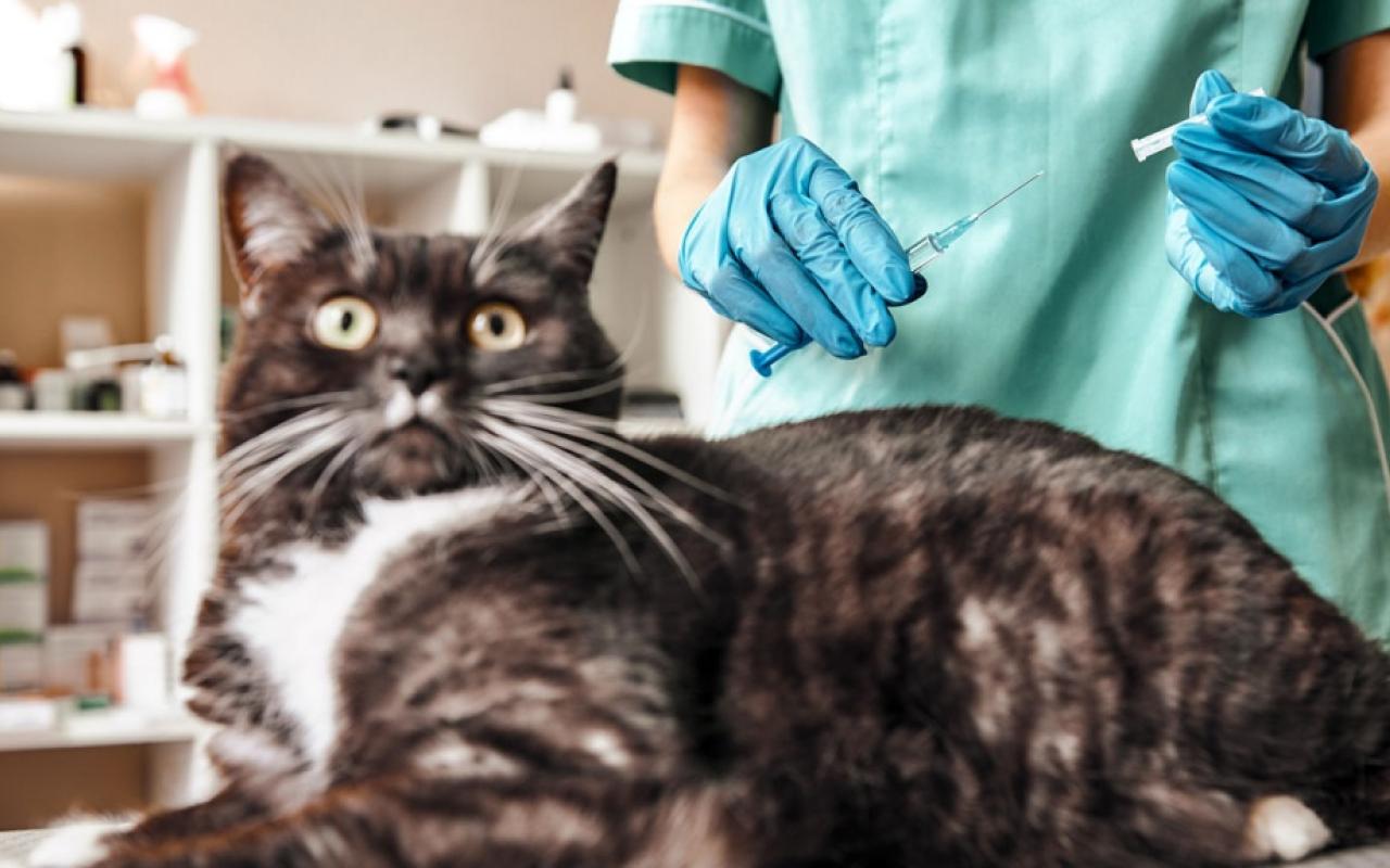 γάτα κορωνοϊός εμβόλιο κατοικίδια