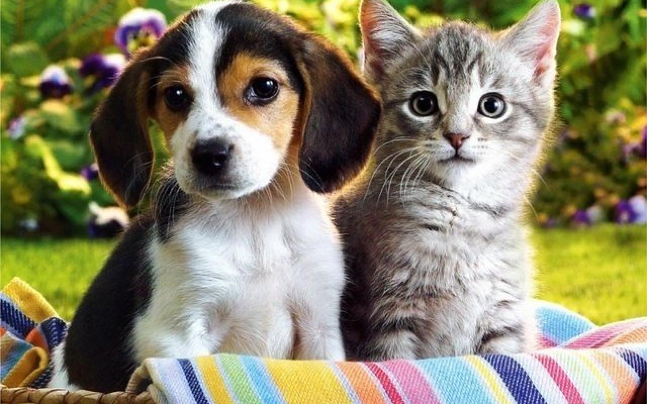 cat_and_dog07.jpg