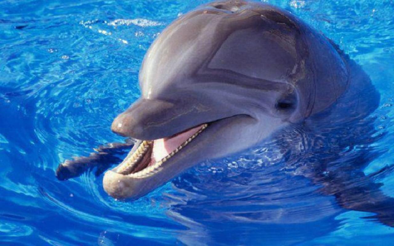 δελφινι.jpg