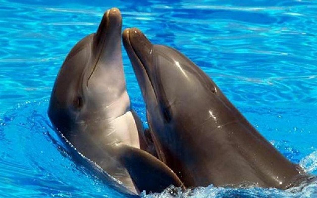 delfinia.jpg