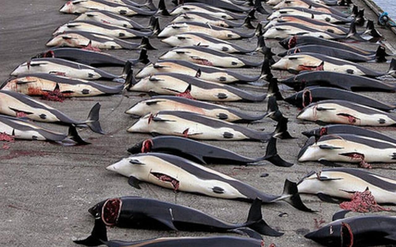 Φρίκη: Μαζική σφαγή δελφινιών στην Ιαπωνία