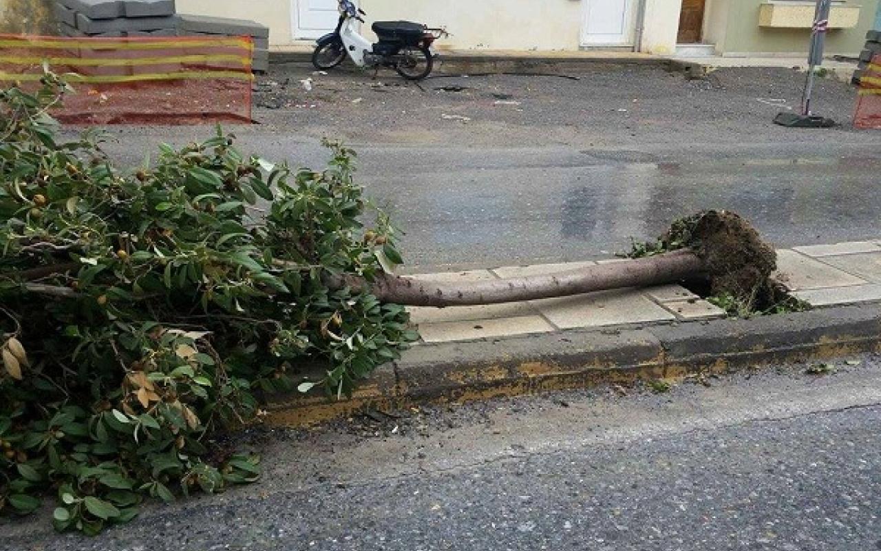 Τα δέντρα δεν άντεξαν τις &quot;ριπές&quot; του ανέμου στη Λεωφόρο Πλαστήρα