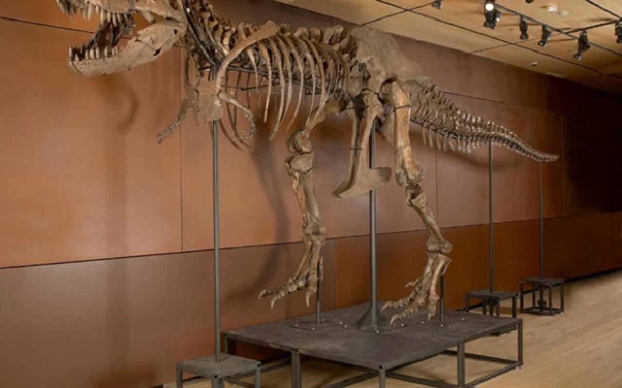σκελετος δεινοσαυρου