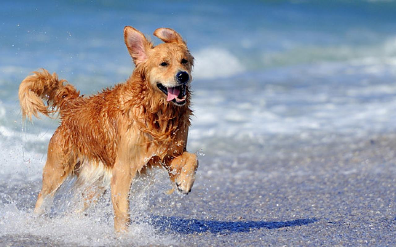Στα Σφακιά οι κρητικές παραλίες για μπάνιο σκύλου