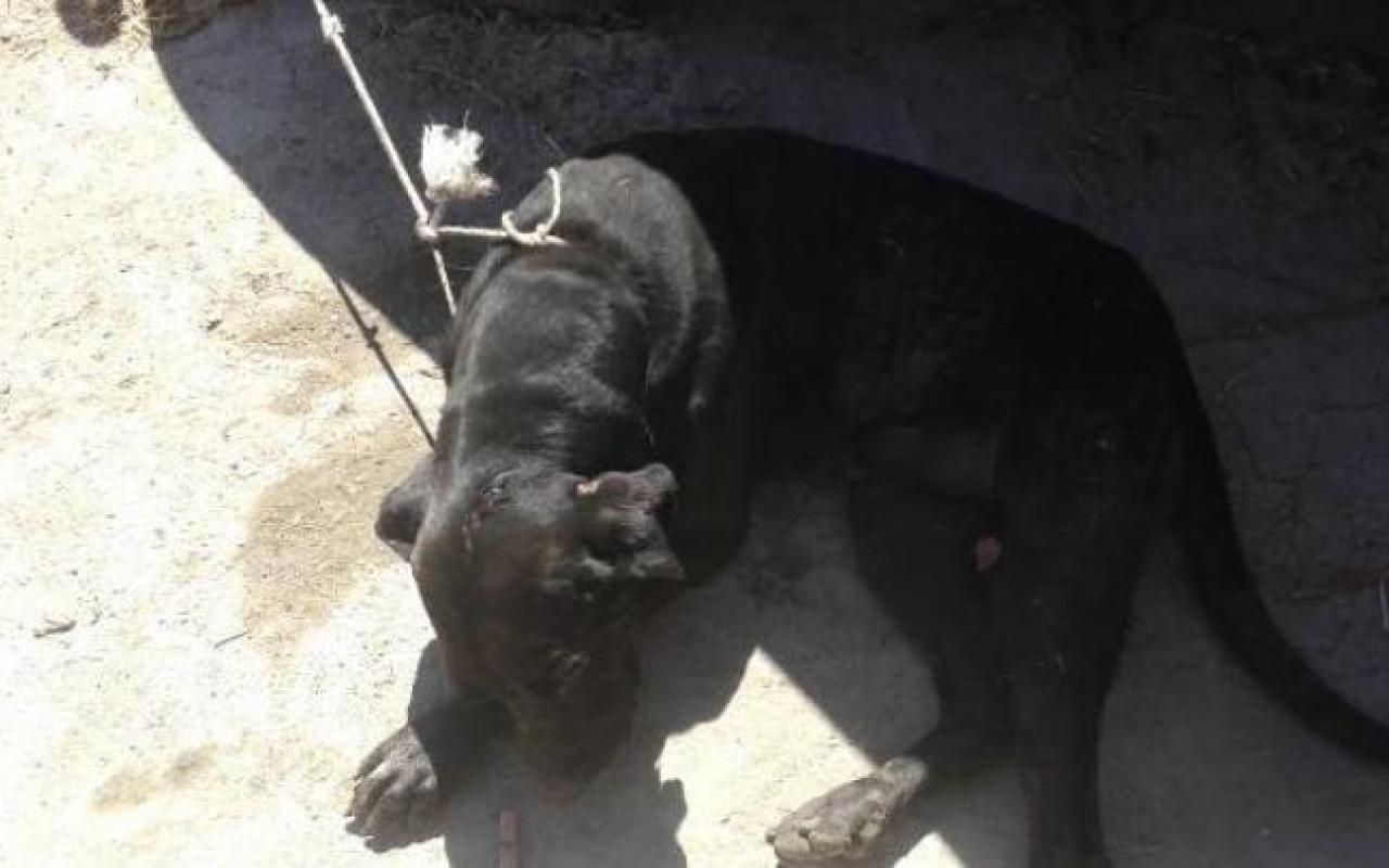 Χανιά: Πυροσβέστες απεγκλώβισαν σκύλο από χαντάκι