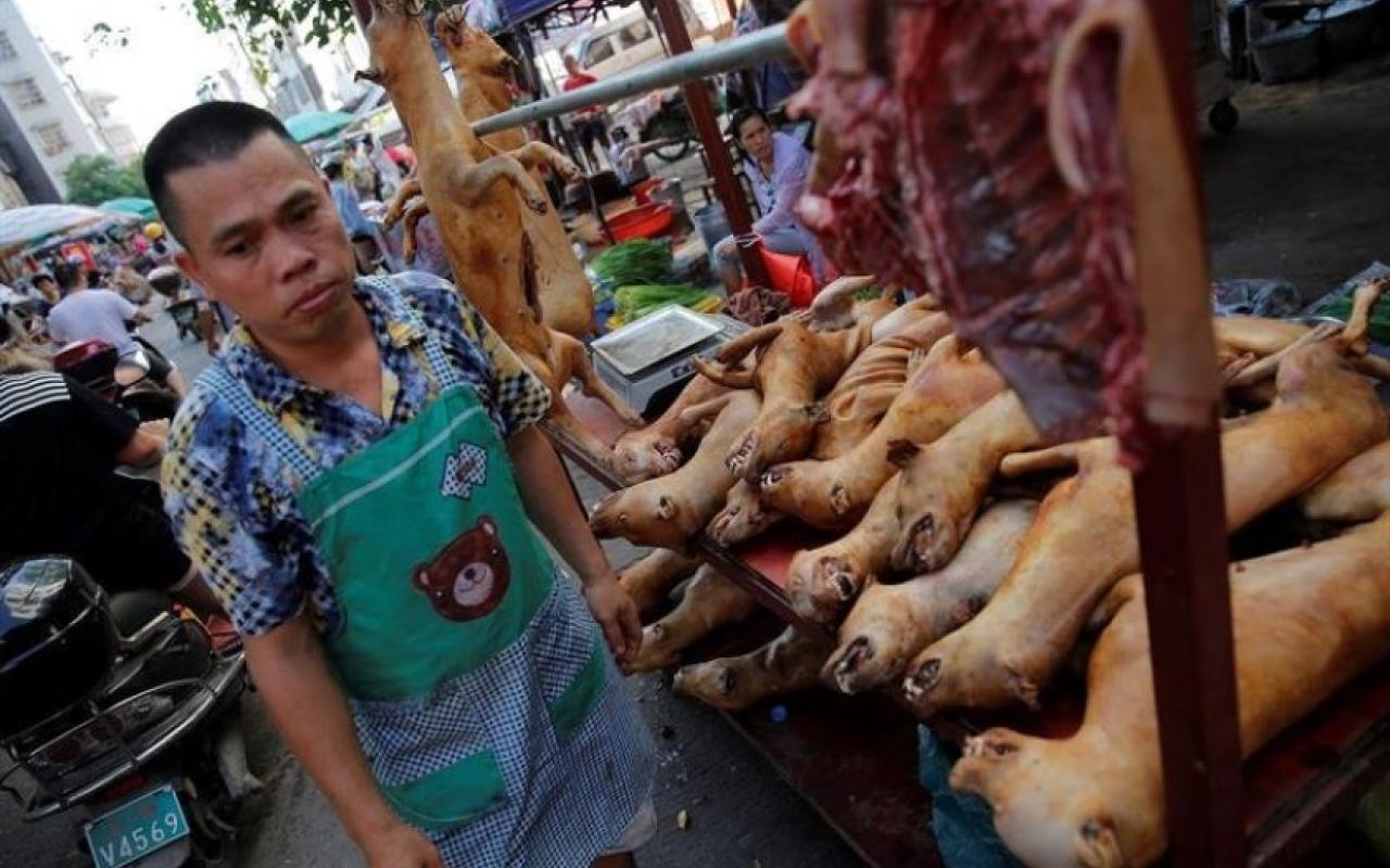 φεστιβάλ κατανάλωσης κρέατος σκύλου Κίνα