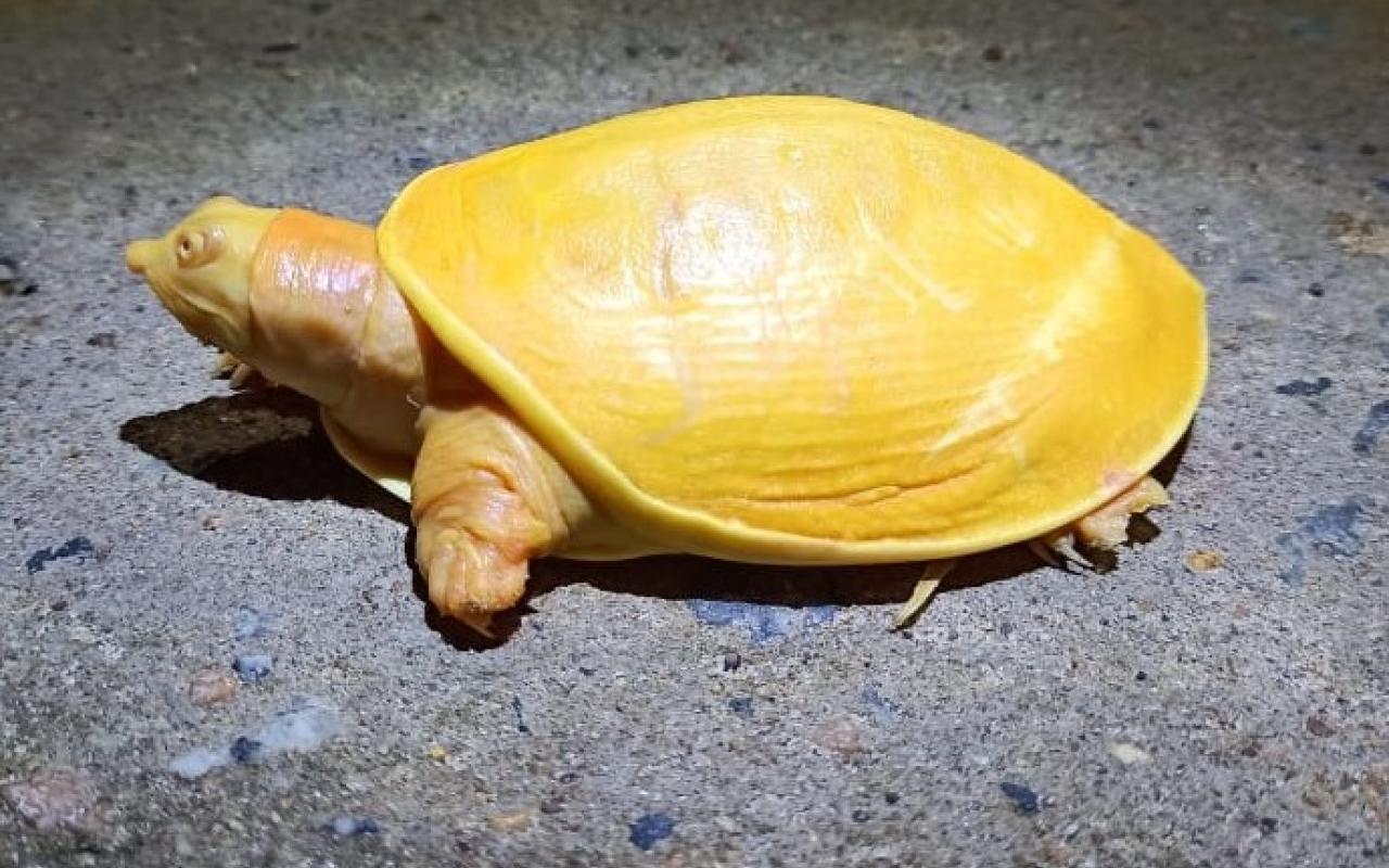κίτρινη χελώνα