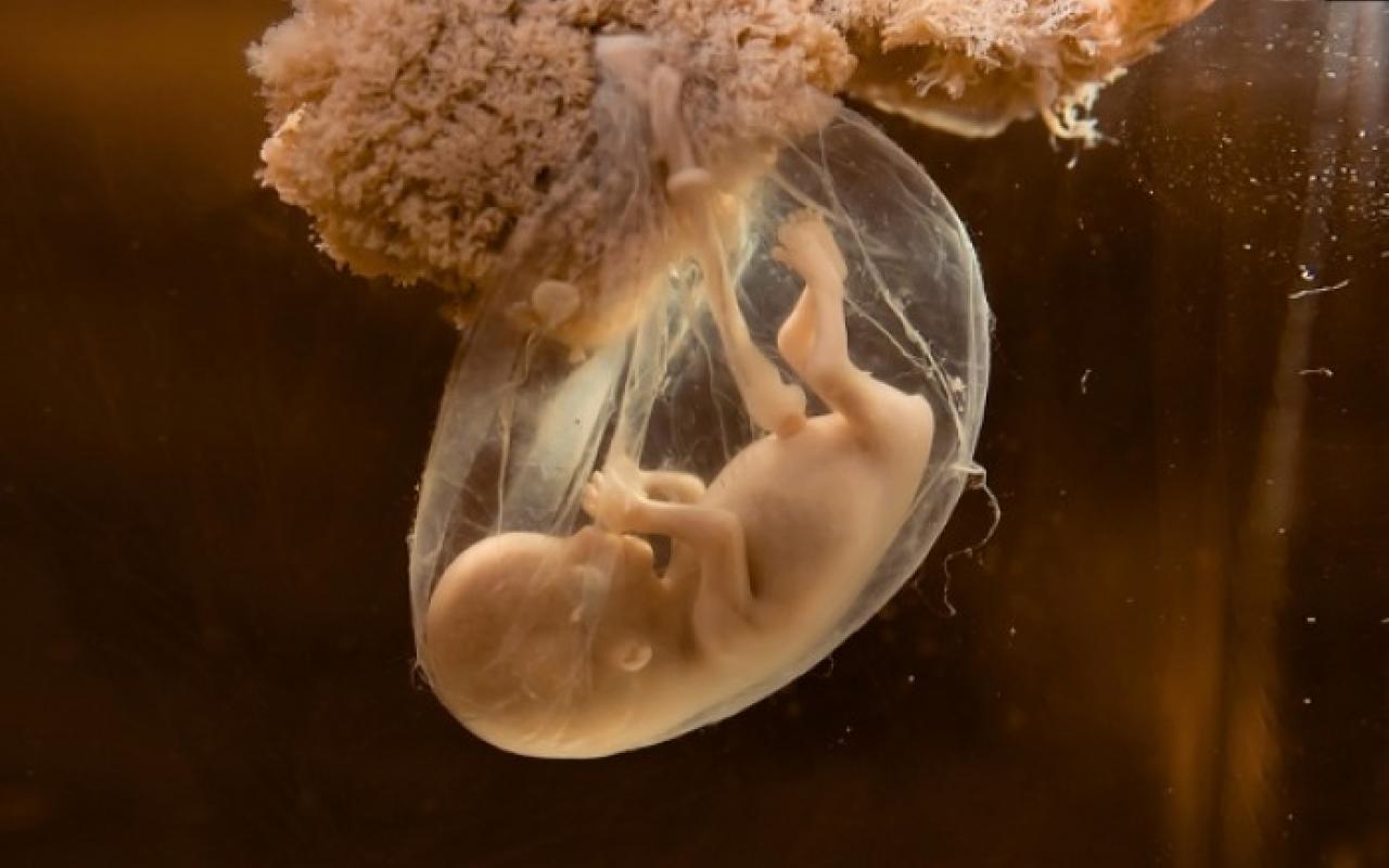 Δείτε τι συμβαίνει κατά την εκσπερμάτιση, τη γονιμοποίηση και την εγκυμοσύνη (βίντεο)