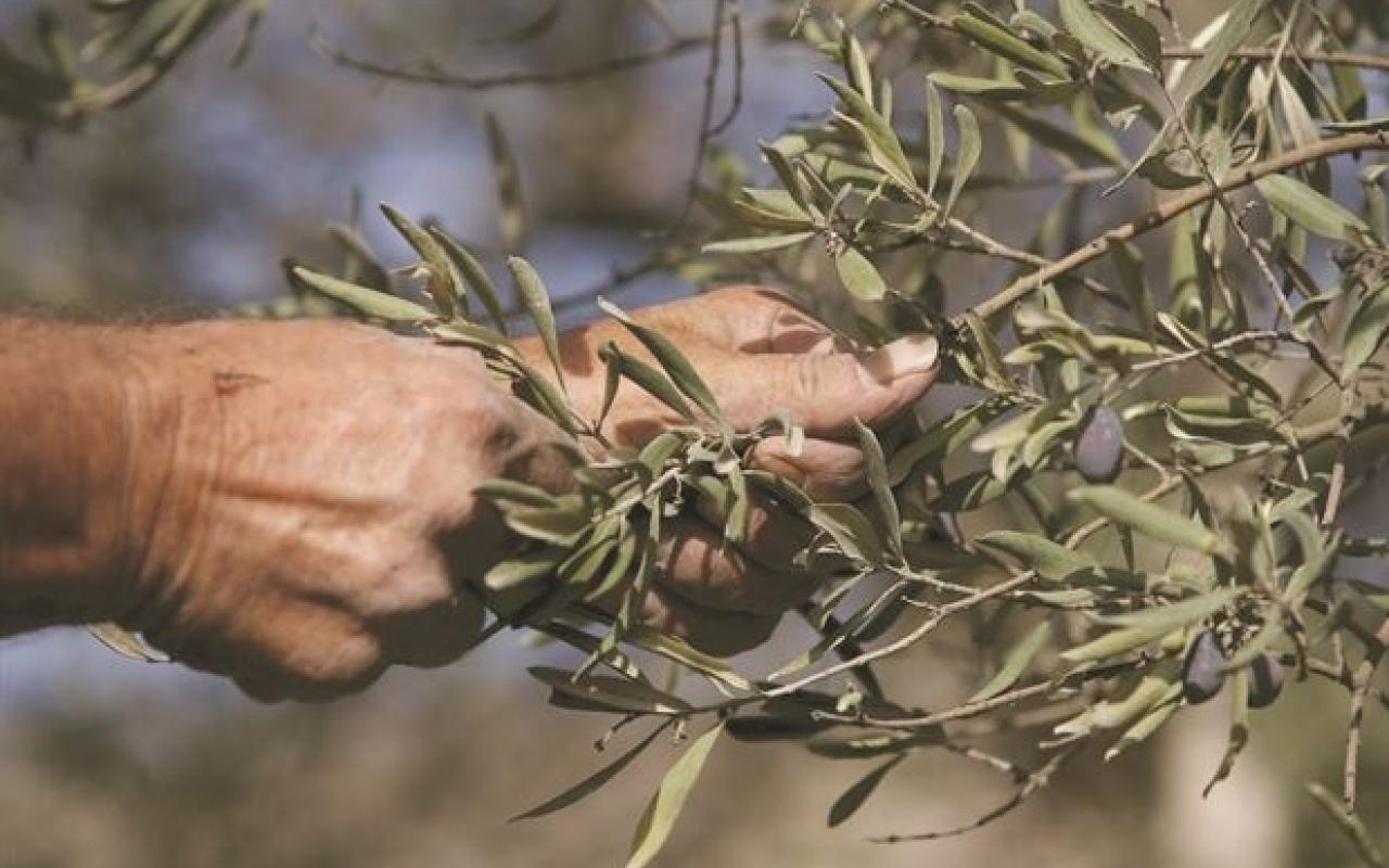 Ξεραίνονται ελιές από μύκητα στα Χανιά