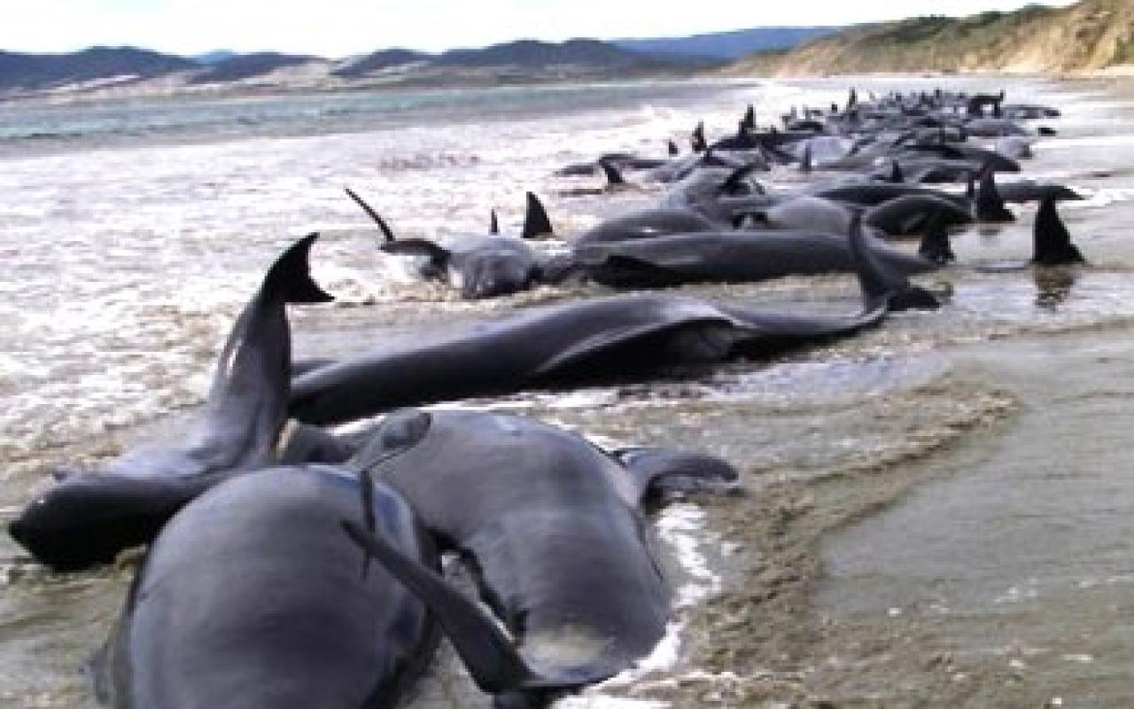 Μαζική &quot;αυτοκτονία&quot; φαλαινών στη Νέα Ζηλανδία