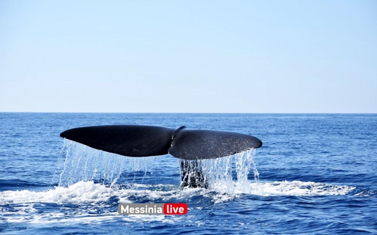 φάλαινα μάνη