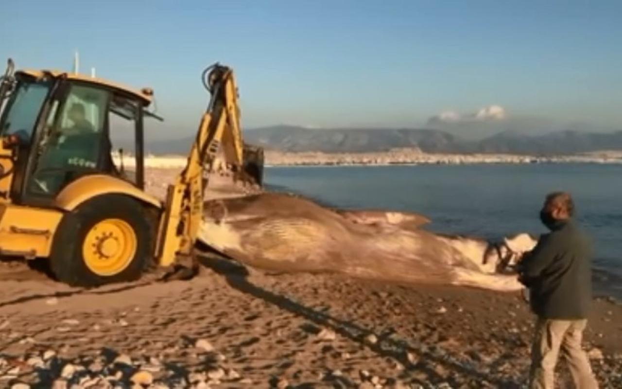 Νεκρή φάλαινα ξεβράστηκε στη Φρεαττύδα 