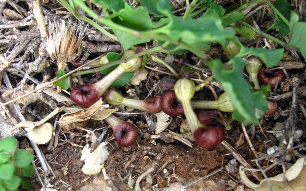 Η Αριστολοχία η μικρόστομη είναι το μόνο γνωστό φυτό που μιμείται την οσμή νεκρών εντόμων