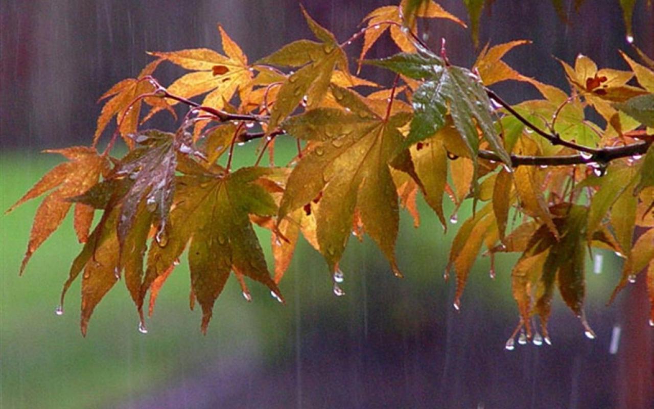 φύλλα-βροχή.jpg