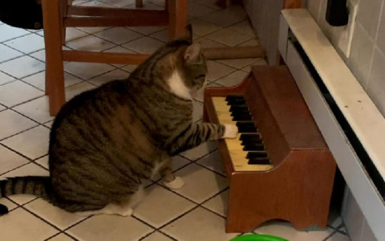 γάτα πιάνο
