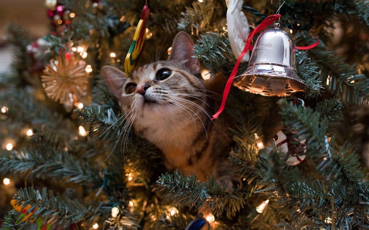 Γάτα ... εναντίον Χριστουγεννιάτικου δέντρου (βίντεο)