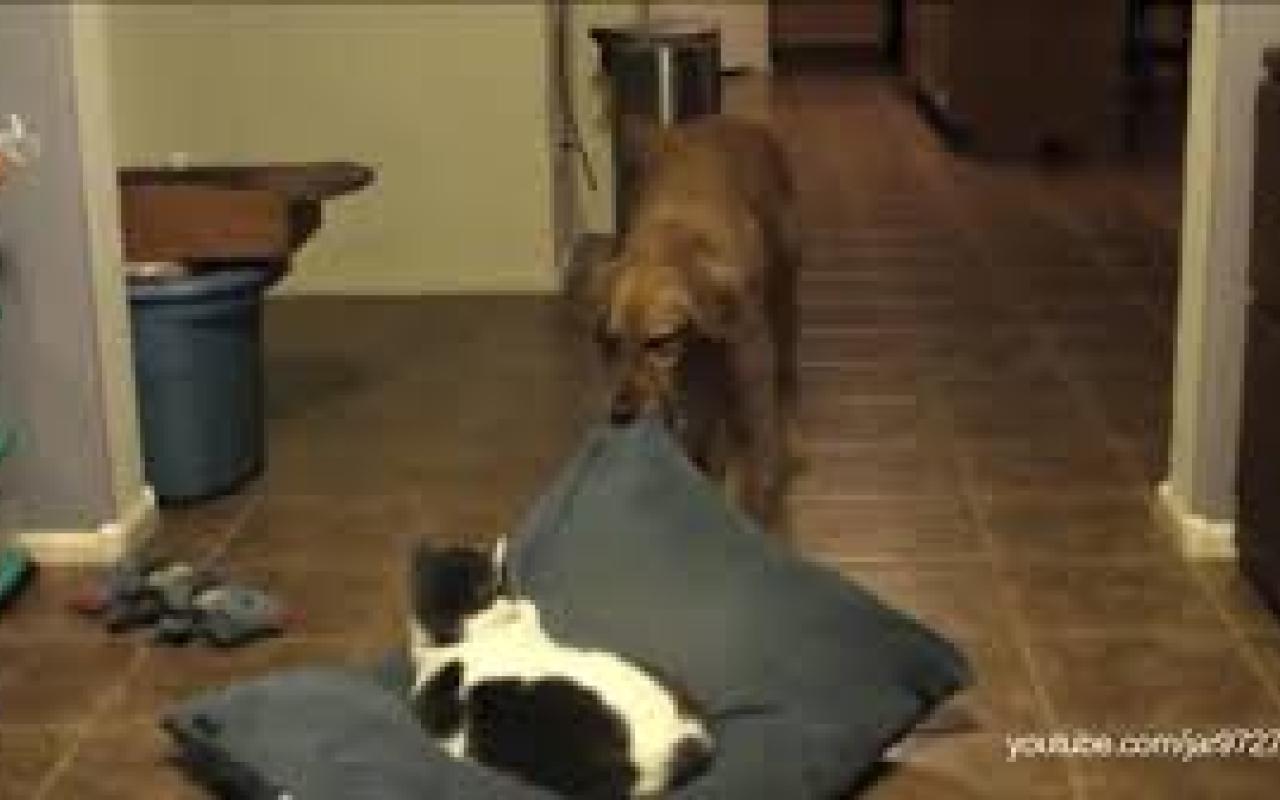 Βίντεο: Οι γάτες τα κλεφτρόνια! (βίντεο)