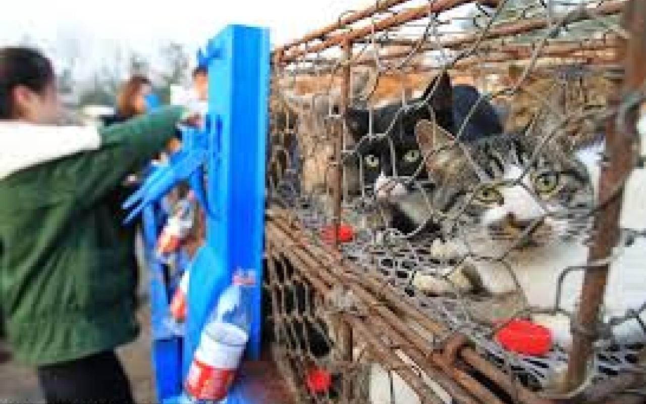 Ακτιβιστές στην Κίνα έσωσαν χιλιάδες γάτες από βέβαιο θάνατο 