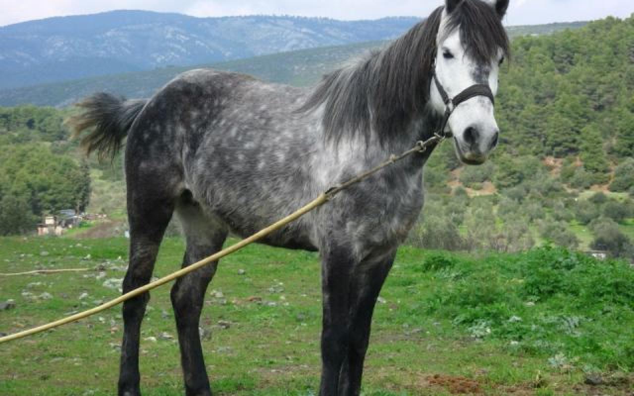 Γεωργαλίδικο