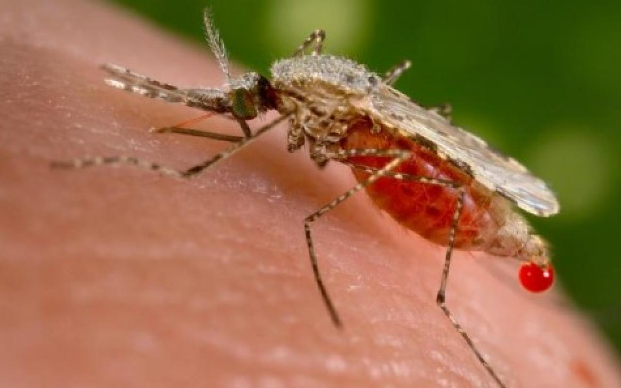 Καταπολέμηση της ελονοσίας με... τεχνητή αλλαγή του φύλου των κουνουπιών!