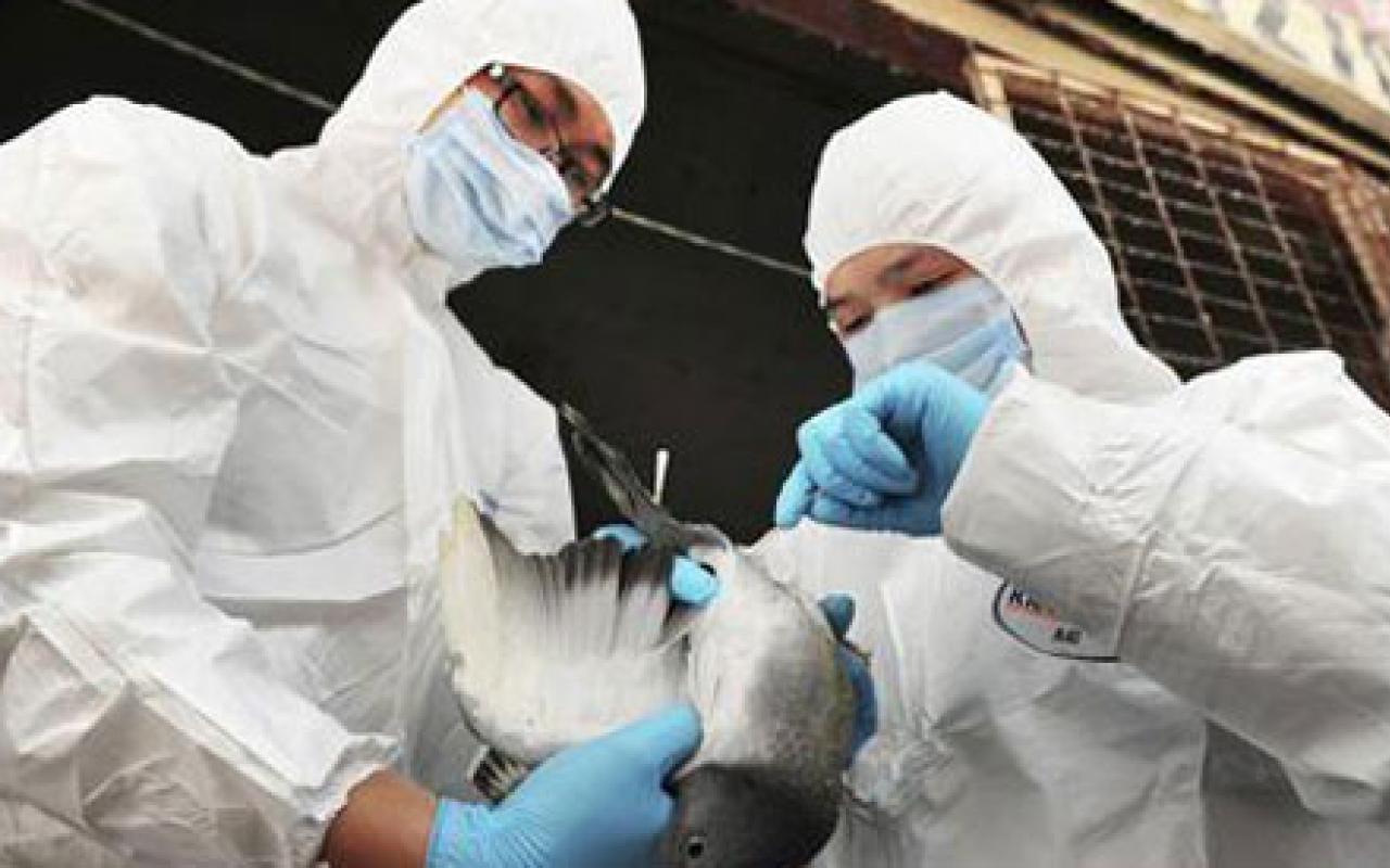 Νεό κρούσμα της γρίπης των πτηνών στη Γερμανία