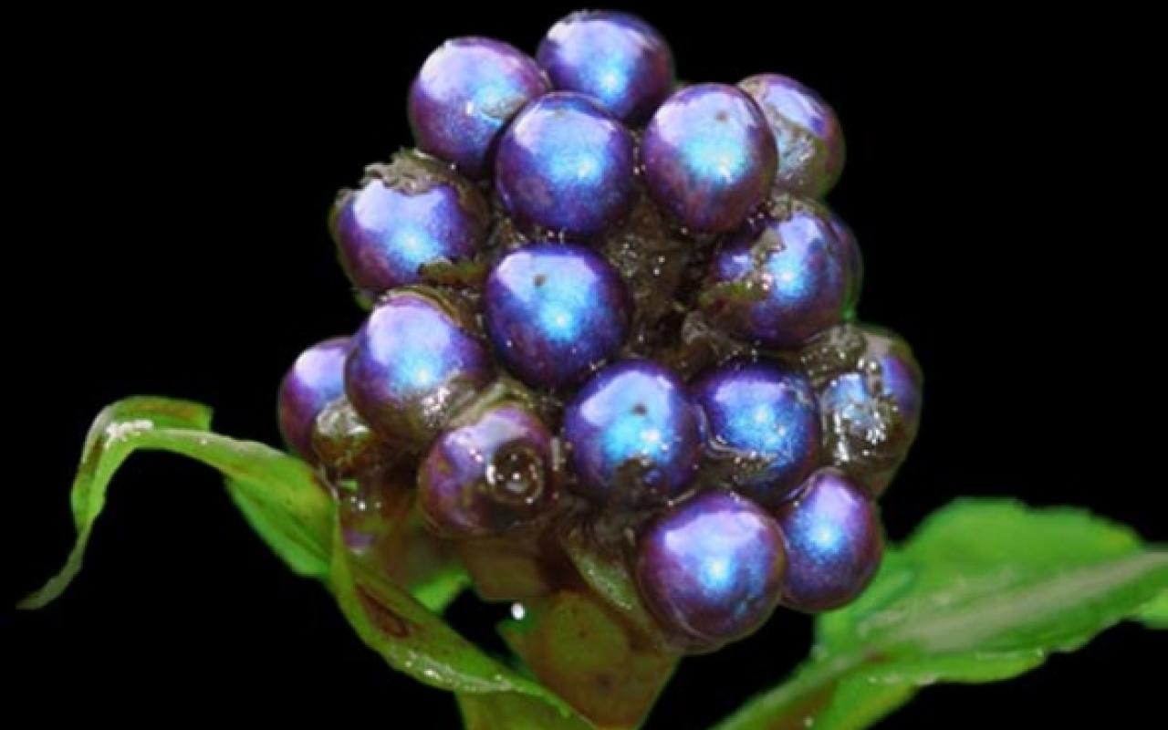 Το φυτό με το πιο έντονο χρώμα που έχει παρατηρηθεί ποτέ