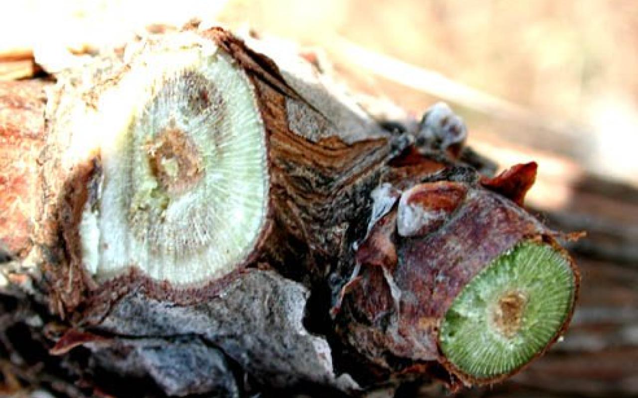 Σοβαρές ασθένειες του ξύλου απειλούν τα αμπέλια της Κρήτης 