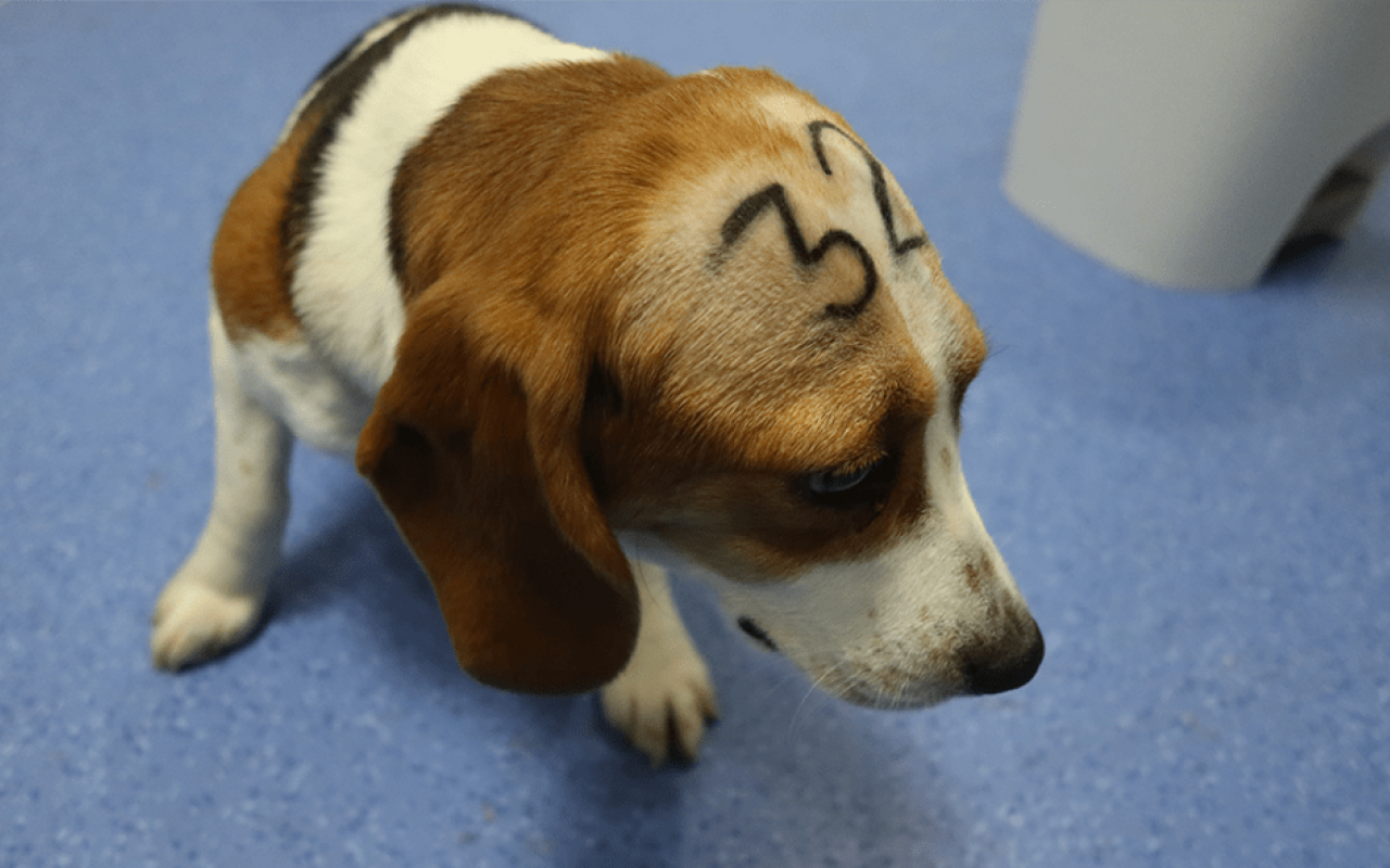 Εργαστήριο στην Ισπανία κακοποιούσε ζώα 