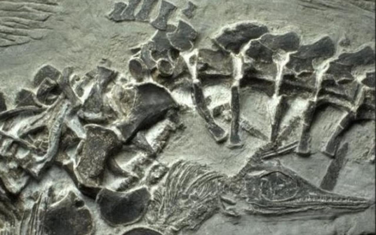 46 απολιθώματα ιχθυόσαυρων ανακαλύφθηκαν στη Χιλή