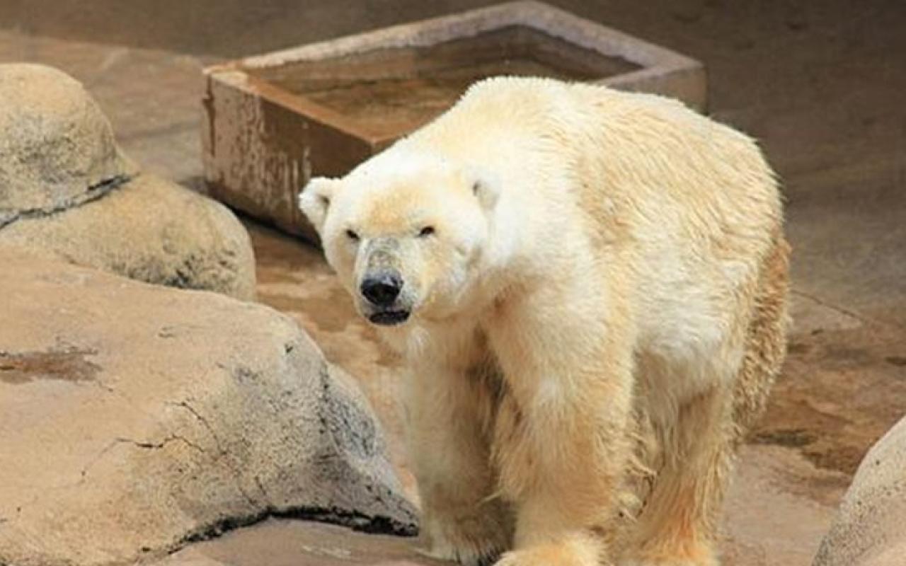 Η πολική αρκούδα που πέθανε από τον ... καημό της