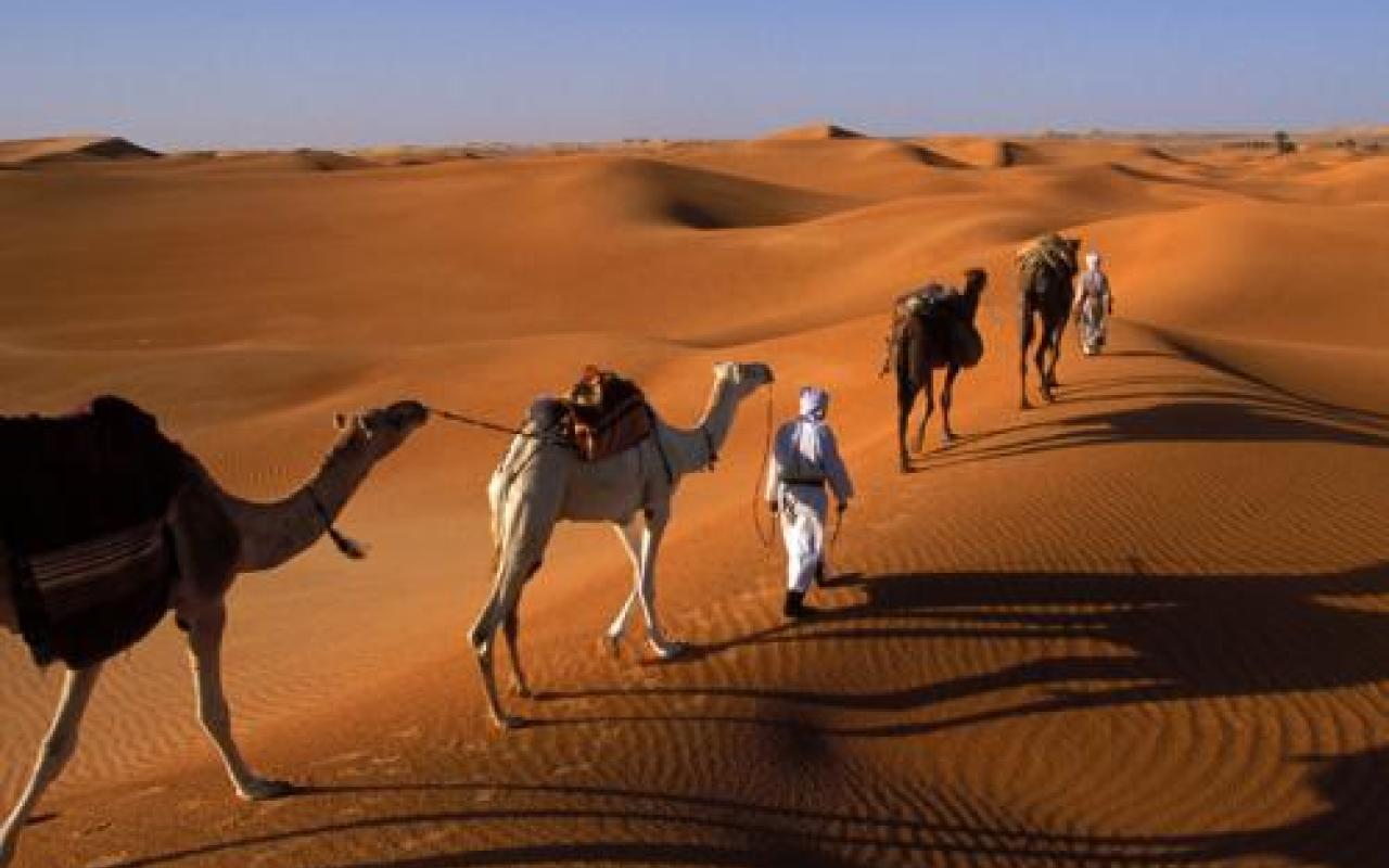 καμήλα έρημος