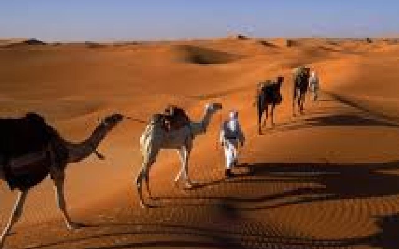 Καλλιστεία για...καμήλες διοργανώνουν στο Άμπου Ντάμπι 