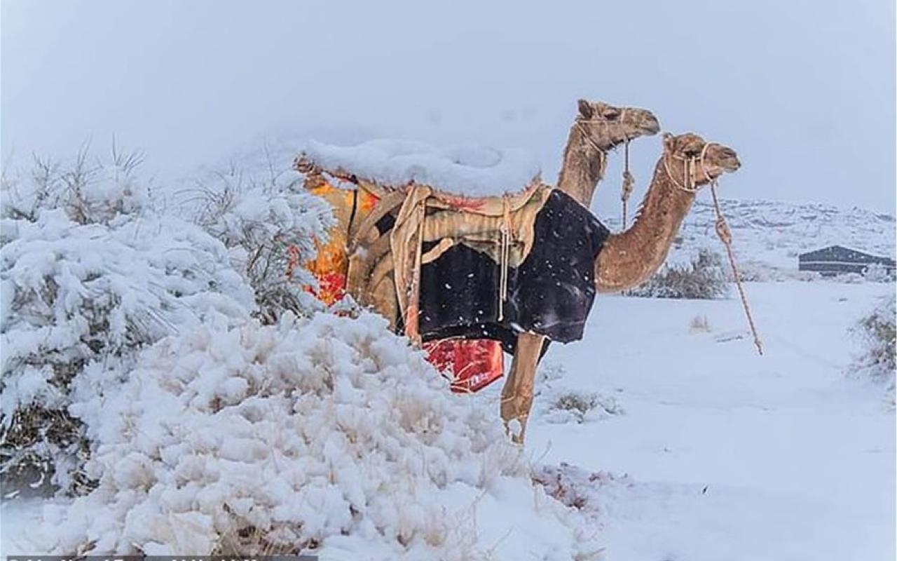 καμήλες κόβουν... βόλτες στο χιόνι