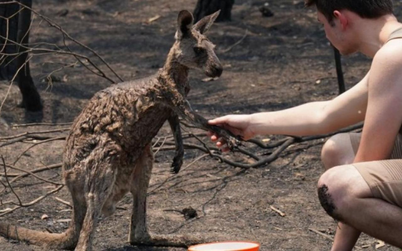 Καμένο καγκουρό ζητάει νερό από ένα αγόρι στην Αυστραλία.jpg