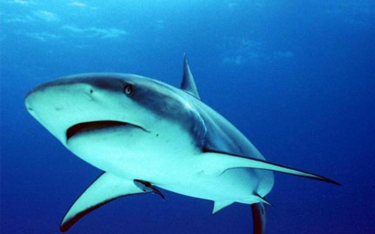 Πανικός λουόμενων από την εμφάνιση καρχαριών στην Αυστραλία