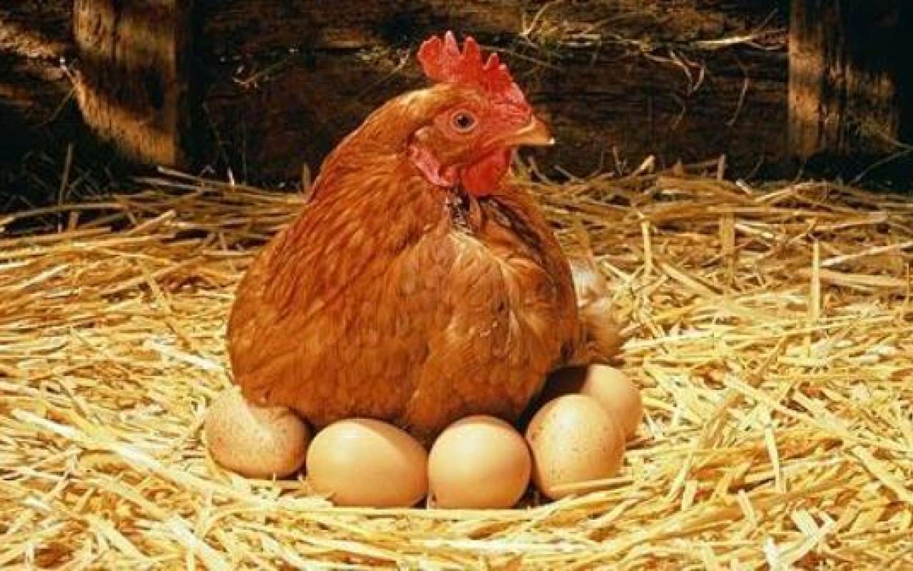 &quot;Για να φας αυγό πρέπει να έχεις γκόμενα την κότα&quot;;