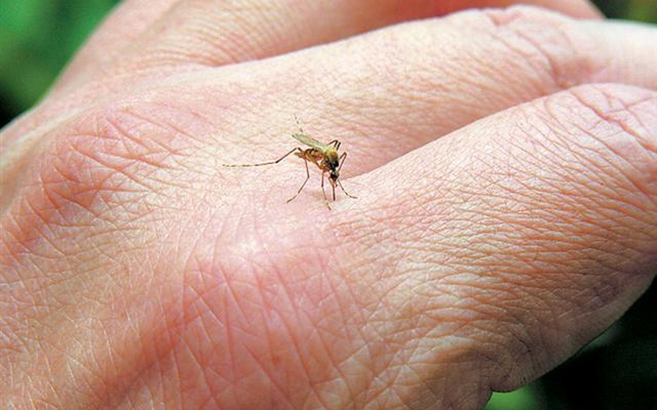Κάτι τρέχει με τα κουνούπια - Ερώτηση στη Βουλή