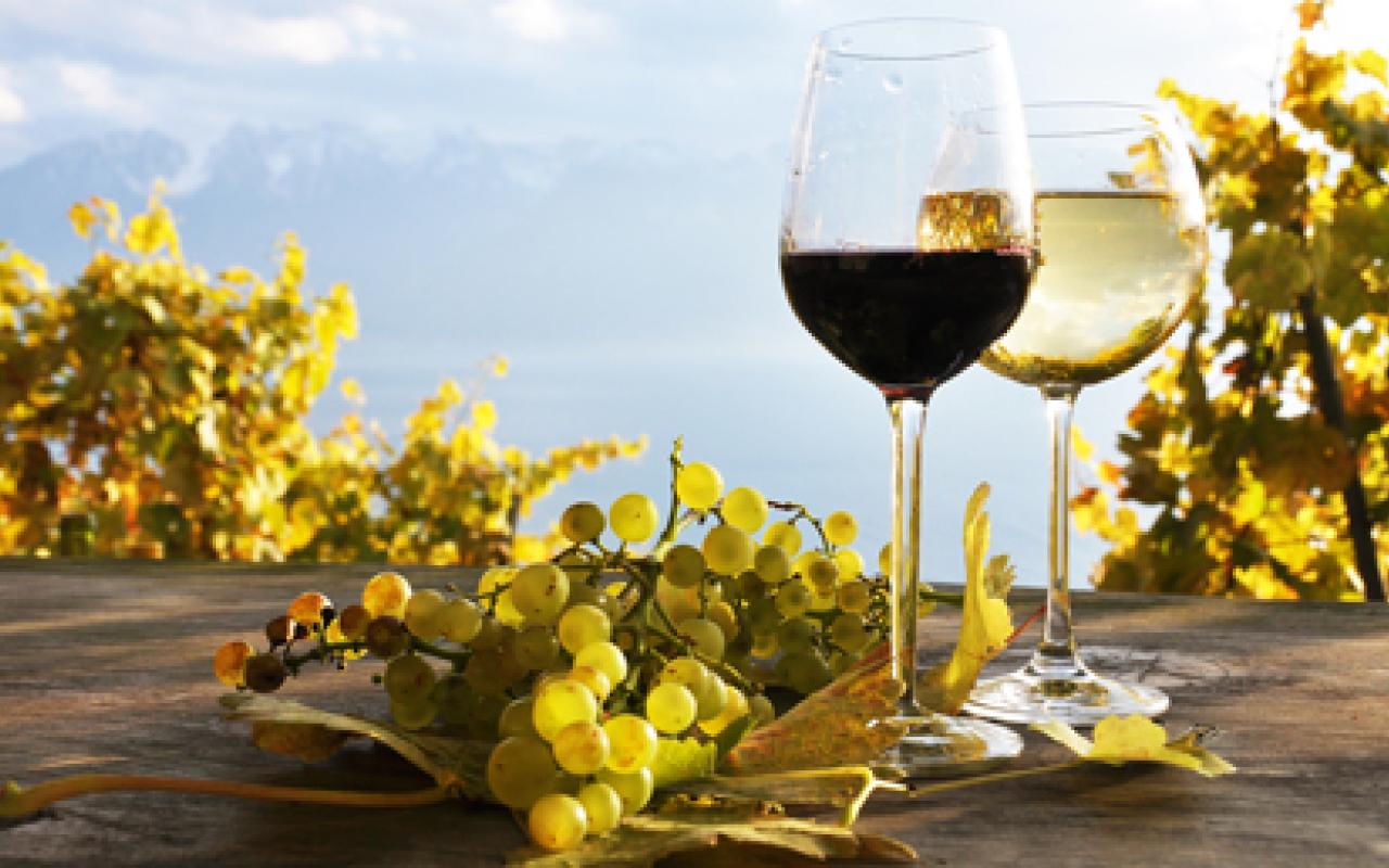 Δύσκολη η φετινή χρονιά για το ελληνικό κρασί - Στο 15% η μείωση της παραγωγής