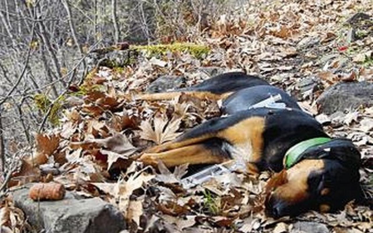 Πέντε κυνηγόσκυλα νεκρά από φόλες στα Λακώνια Λασιθίου