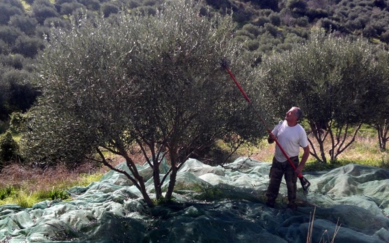 Δυναμικό ξεκίνημα για την ΕΑΣΗ με 3 ευρώ τιμή για το ελαιόλαδο