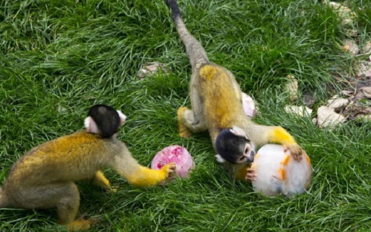 μαϊμούδες Ινδία