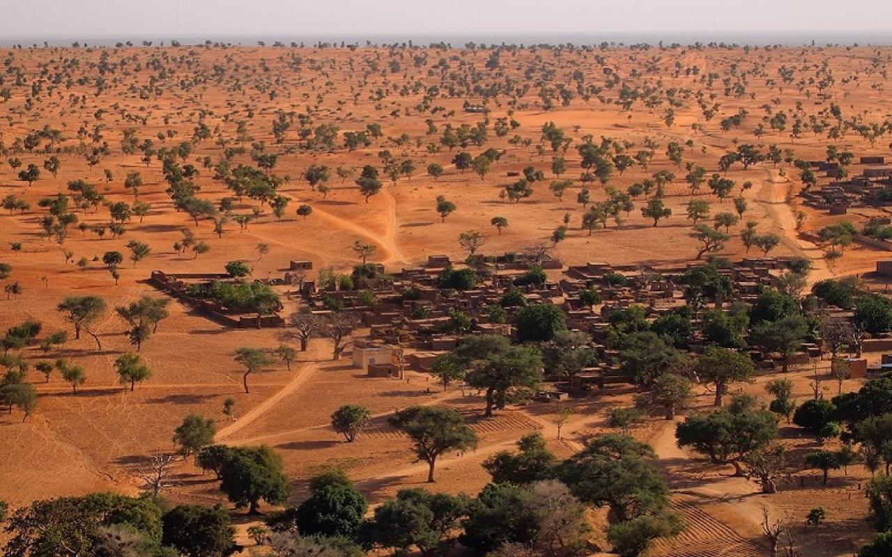 έρημος Αφρικής δέντρα
