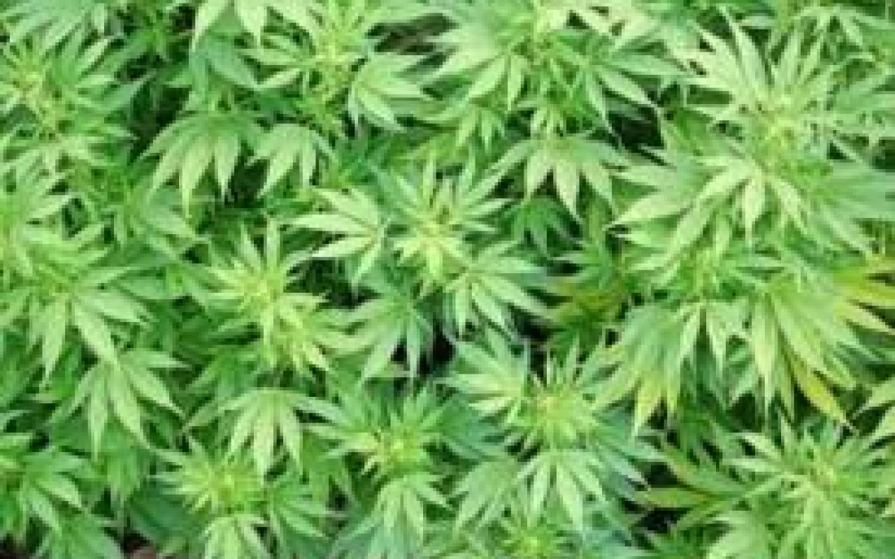  Έναν τόνο μαριχουάνας κατάσχεσαν οι αρχές κοντά στο Αργυρόκαστρο