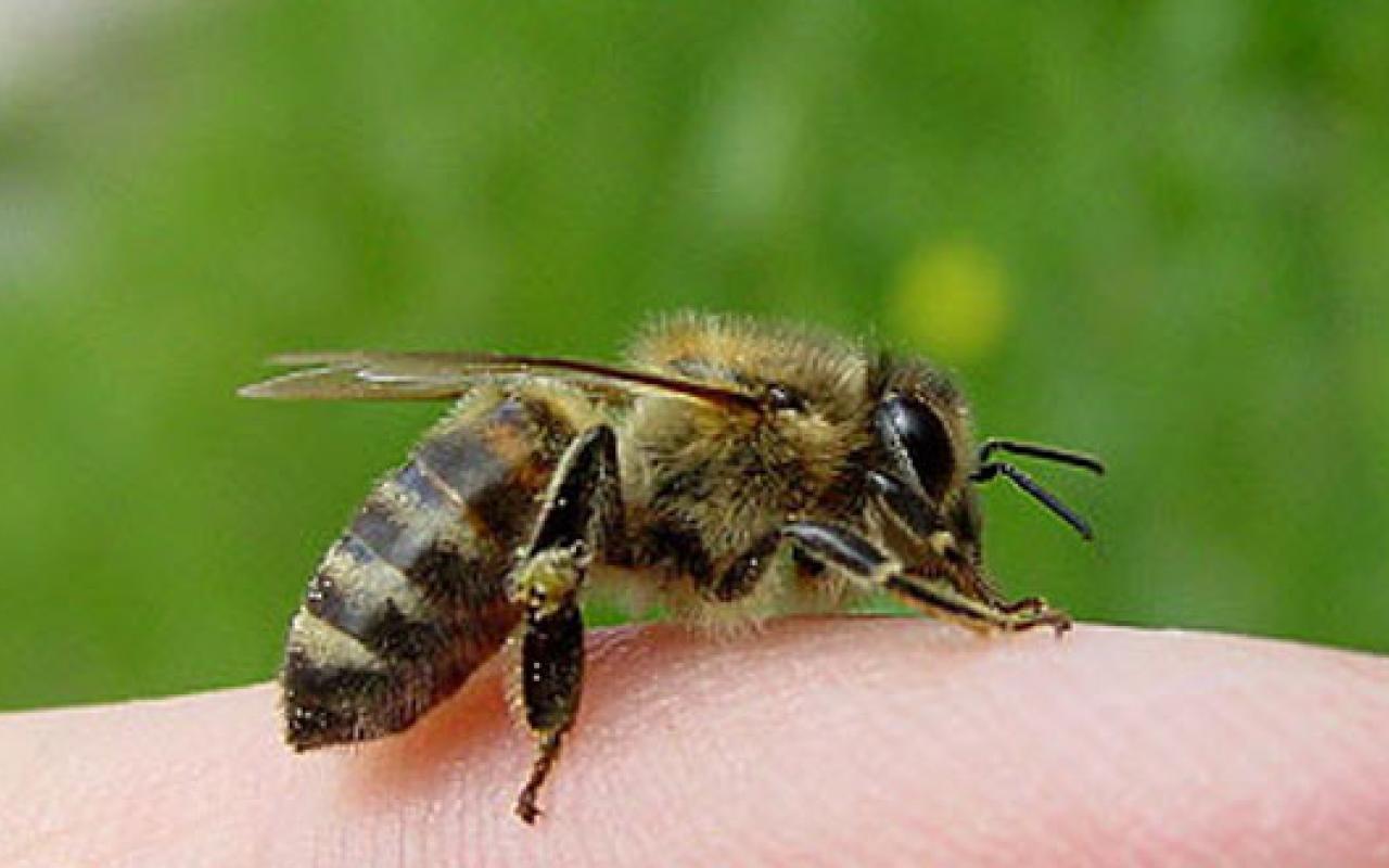 μέλισσα