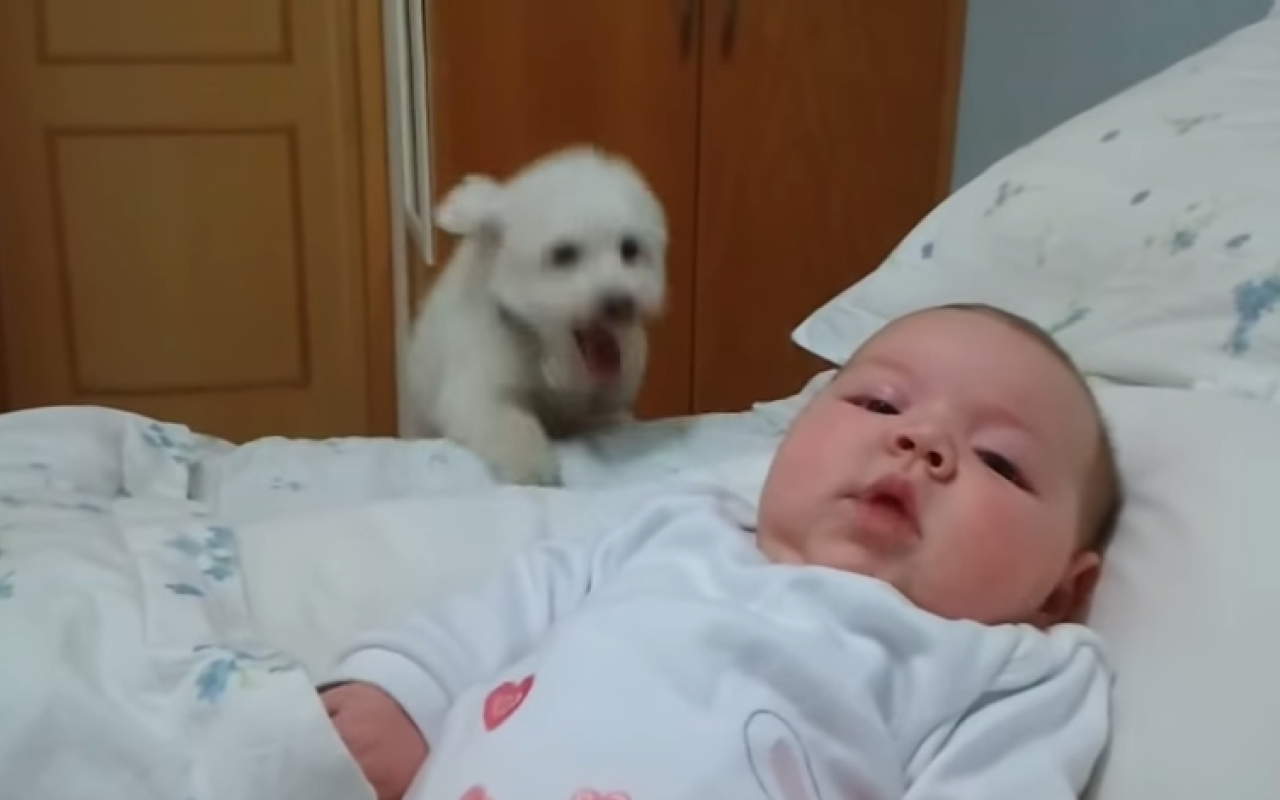 Η υπερπροσπάθεια ενός κουταβιού να δει το μωρό! (βίντεο) 