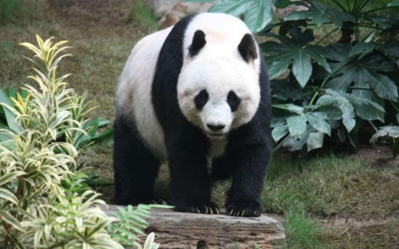 panda-620x420.jpg