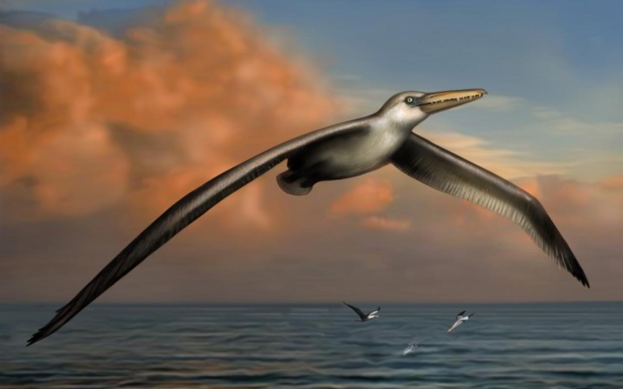 Ανακαλύφθηκε το μεγαλύτερο πουλί που έχει ποτέ πετάξει στη Γη!