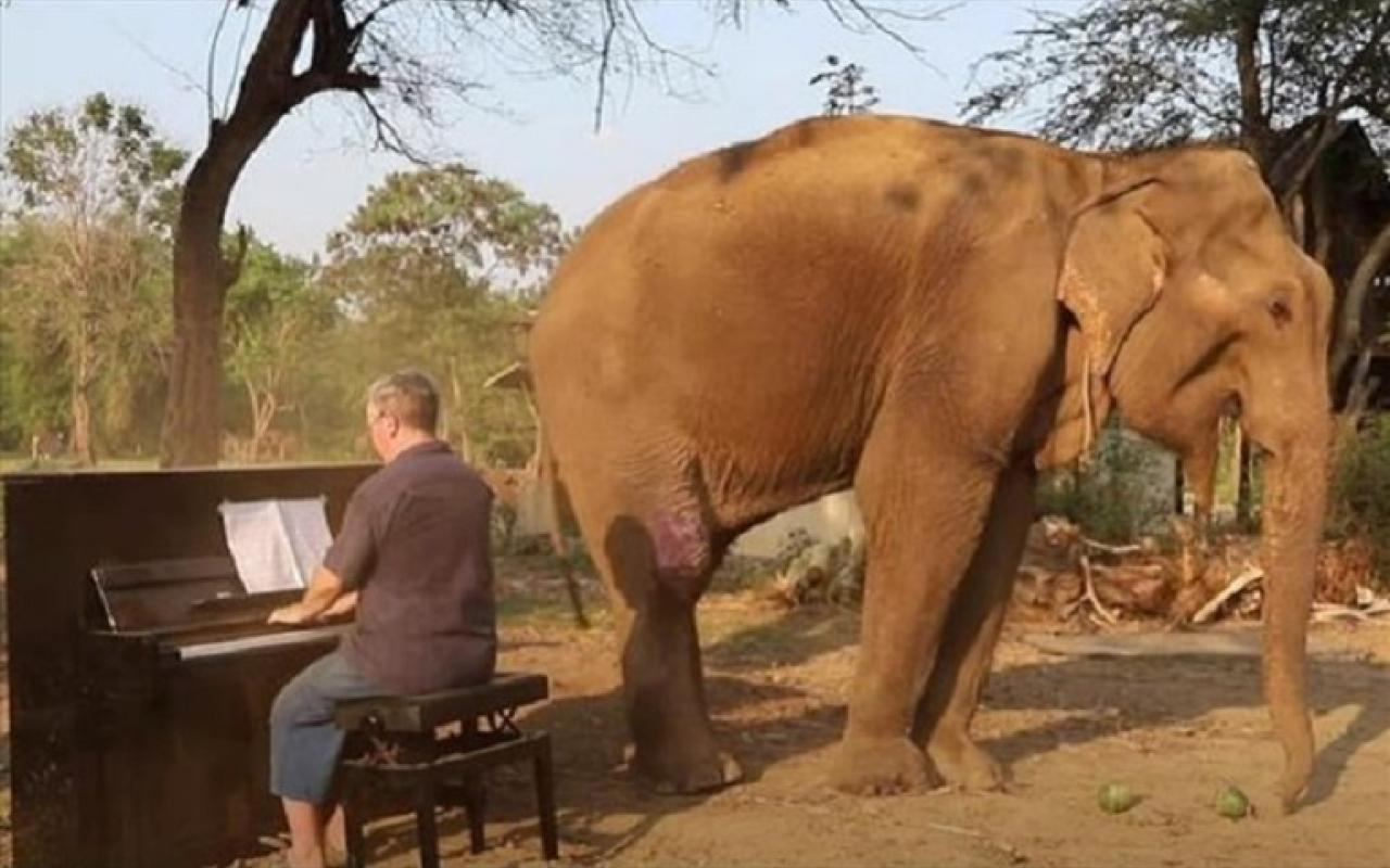 παιζει πιανο σε ελεφαντες