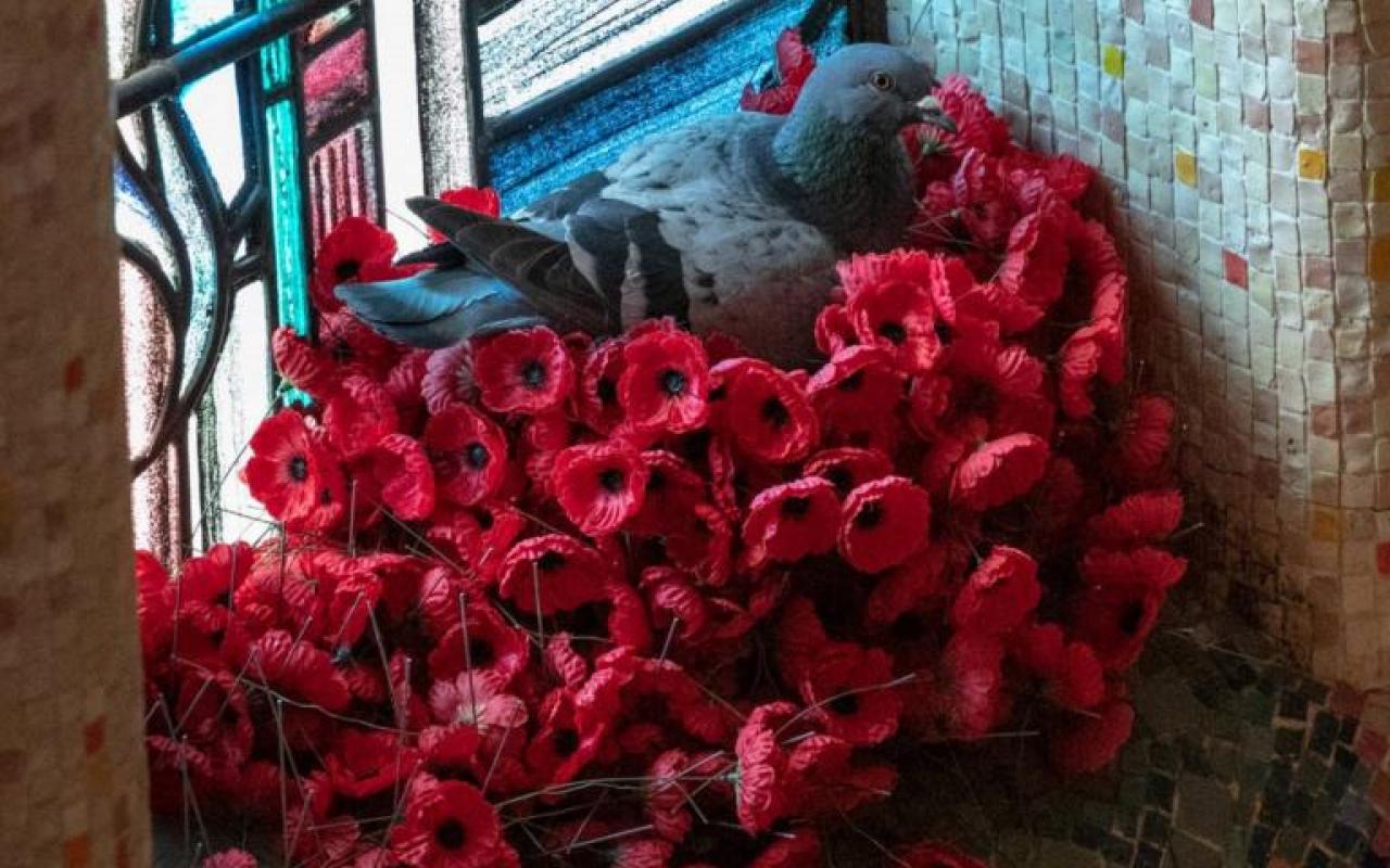 pigeon-poppies-768x512.jpg